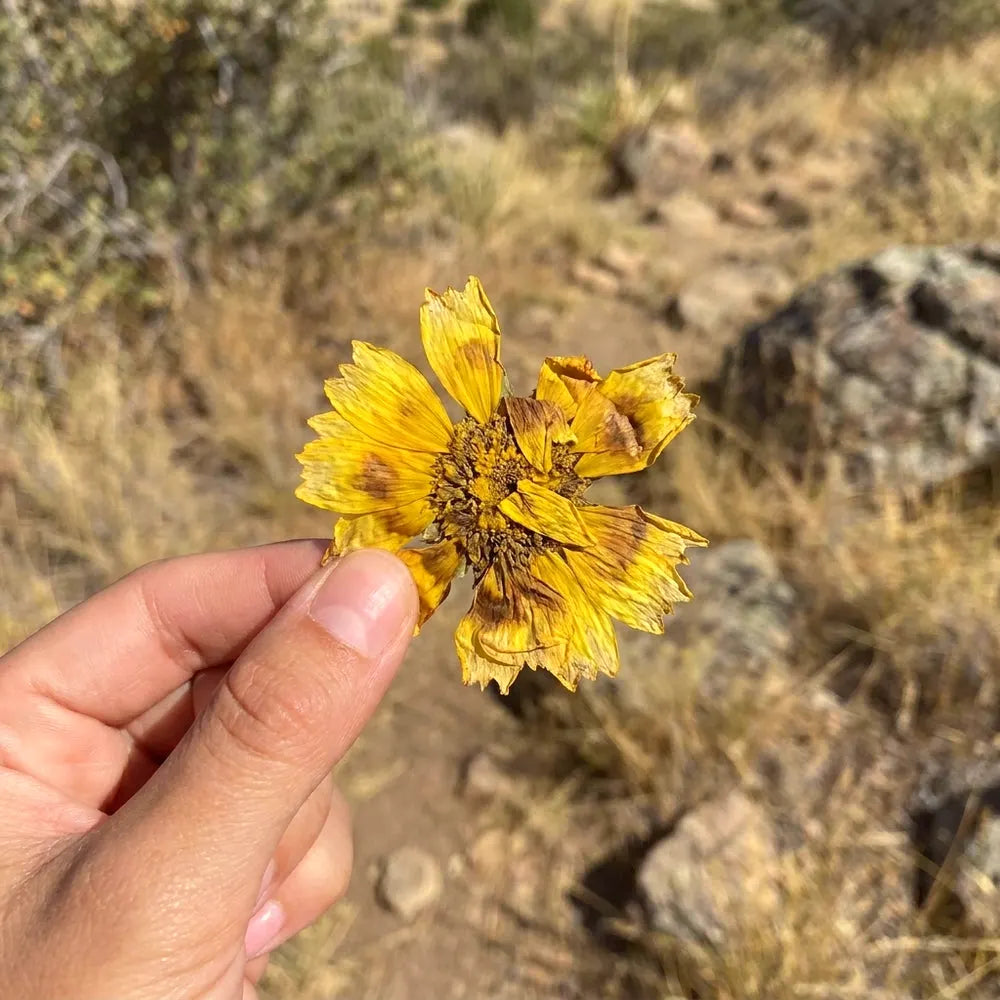 A crushed flower from a pocket