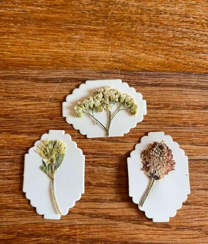 Pressed flowers from Sasha R.